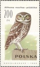Little Owl (Athene noctua)