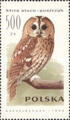Tawny Owl (Strix aluco)
