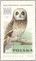 Short-eared Owl (Asio flammeus)