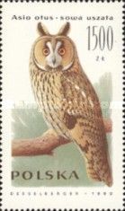 Long-eared Owl (Asio otus)