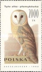 Western Barn Owl (Tyto alba)