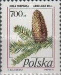 Silver Fir (Abies alba)