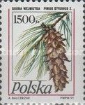 Eastern White Pine (Pinus strobus)
