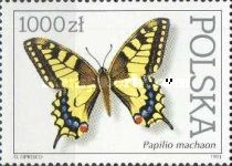 Old World Swallowtail (Papilio machaon)