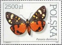 Scarlet Tiger (Panaxia dominula)