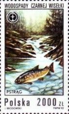 River Trout (Salmo trutta fario), Black Vistula Waterfall