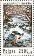 Common Kingfisher (Alcedo atthis), Swidra Waterfall