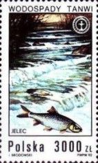 Common Dace (Leuciscus leuciscus), Tanew Waterfall