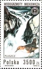 White-throated Dipper (Cinclus cinclus) Mickiewicz Waterfall