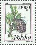 Swiss Pine (Pinus cembra)