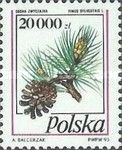 Scots Pine (Pinus sylvestris)