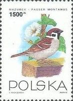 Eurasian Tree Sparrow (Passer montanus)