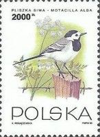 White Wagtail (Motacilla alba)