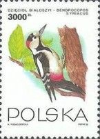 Syrian Woodpecker (Dendrocopos syriacus)