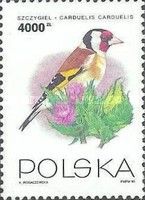 European Goldfinch (Carduelis carduelis)