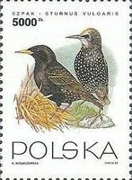 Starling (Sturnus vulgaris)