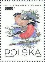 Eurasian Bullfinch (Pyrrhula pyrrhula)