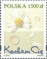 Chamomile flower and drops of dew