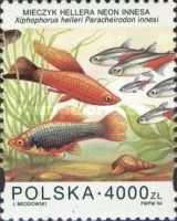 Green Swordtail (X. helleri), Neon Tetra (P. innesi)