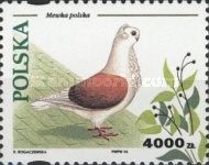 Polish Gull (Columba livia forma domestica)