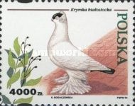 Polish Monk Dove (Columba livia forma domestica)