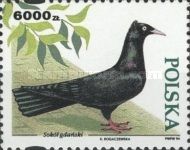 Gdansk Falcon (Columba livia forma domestica)