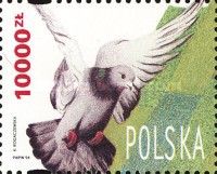 Polish Carrier Pigeon (Columba livia forma domestica)