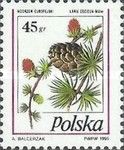 European Larch (Larix decidua)
