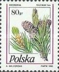 Mountain Pine (Pinus mugo)