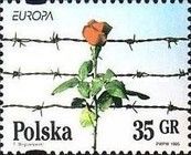 Rose before Barbed Wire