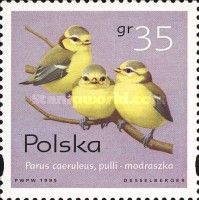 Blue Tit Chicks (Parus caeruleus)