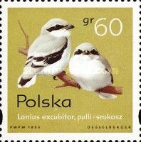 Great grey Shrike Chicks (Lanius excubitor)