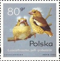 Hawfinch Chicks (Coccothraustes coccothraustes)