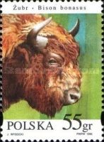 European Bison (Bison bonasus) - Male Head