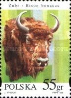European Bison (Bison bonasus) - Female Head