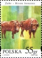 European Bison (Bison bonasus) - Pair