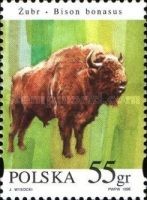 European Bison (Bison bonasus) - Male