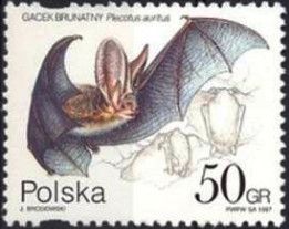 Brown Long-eared Bat (Plecotus auritus)