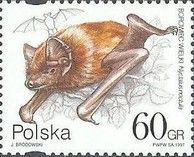 Common Noctule (Nyctalus noctula)