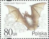 Greater Myotis (Myotis myotis)