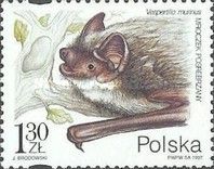 Eurasian Particolored Bat (Vespertilio murinus)