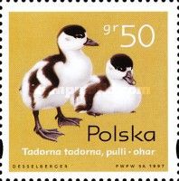 Common Shelduck (Tadorna tadorna)