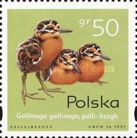 Common Snipe (Gallinago gallinago)