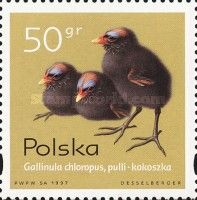Common Moorhen (Gallinula chloropus)