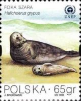 Gray Seal (Halichoerus grypus)