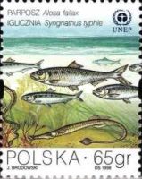 Twait Shad (Alosa fallax), Broadnosed Pipefish (Syngnathus t