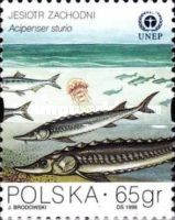 Baltic Sturgeon (Acipenser sturio)
