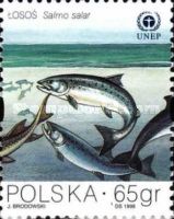 Atlantic Salmon (Salmo salar)