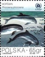 Harbour Porpoise (Phocoena phocoena)