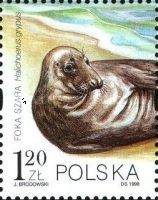 Gray Seal (Halichoerus grypus)